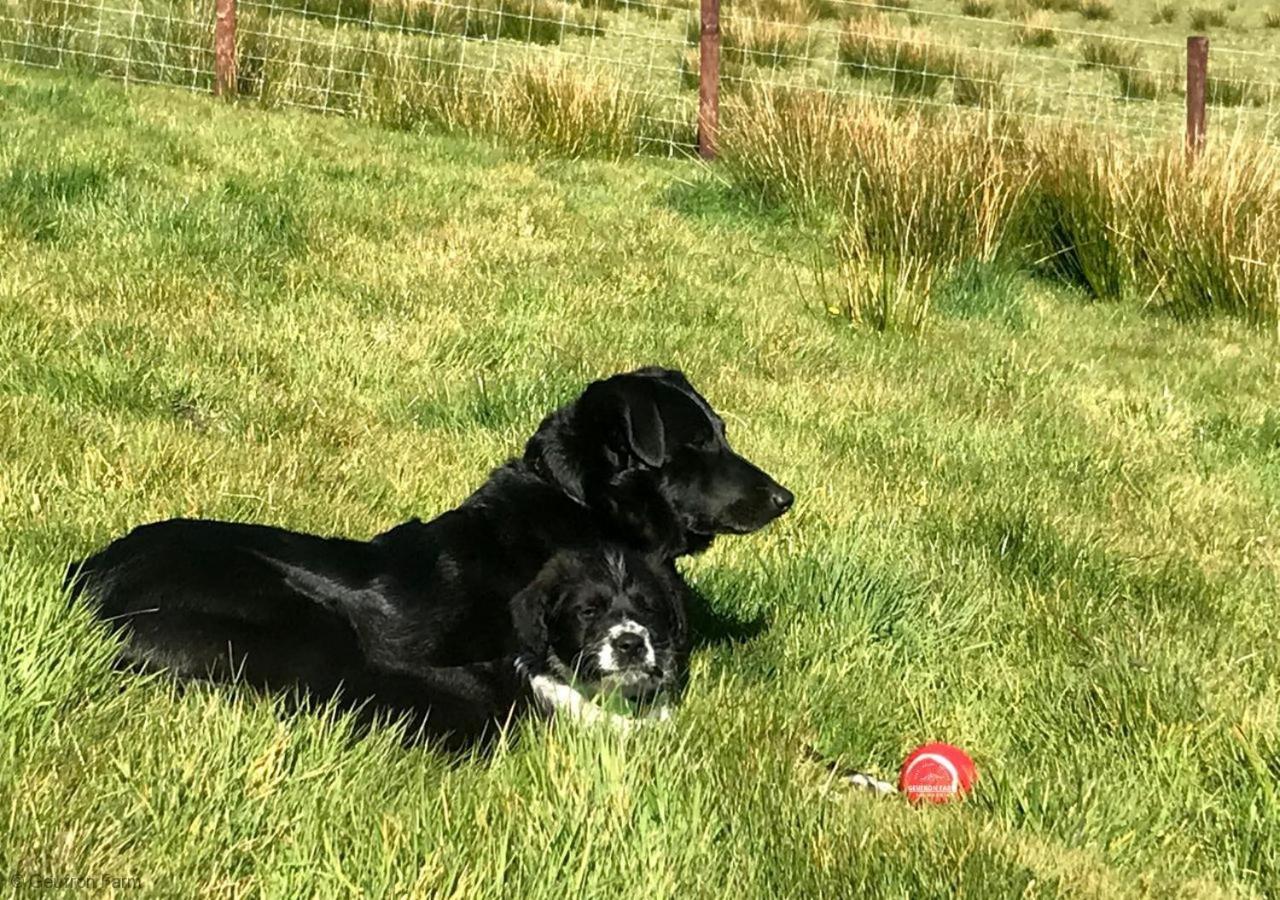 Farmhouse & Cottage At Geufron Farm - Dog Friendly Bryn-crug Екстер'єр фото
